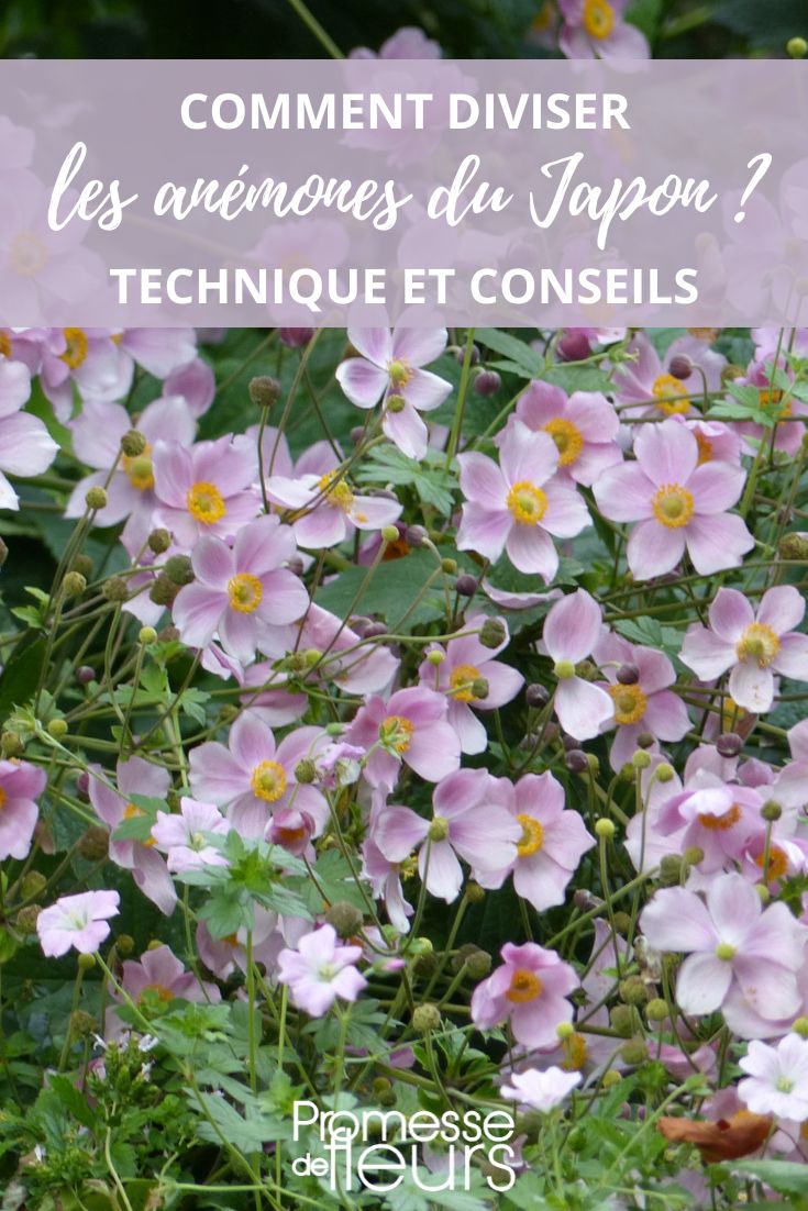 To multiply Japanese anemones