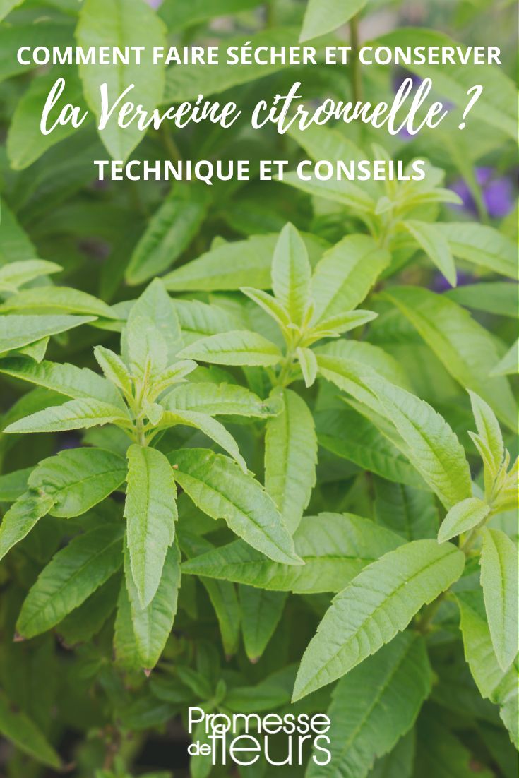 Lemon verbena