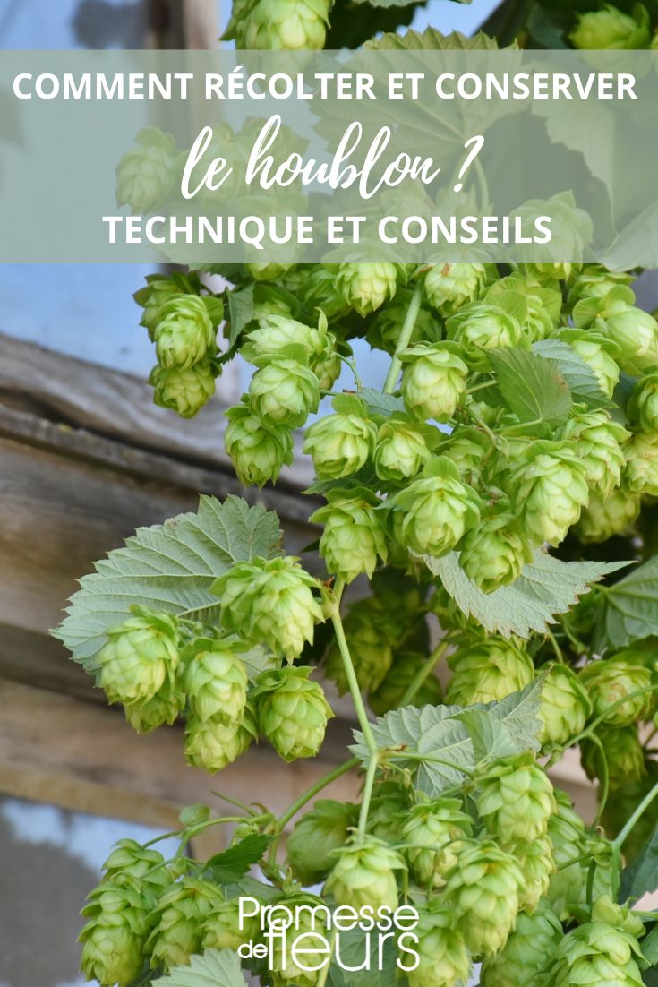 harvest drying and storing hops Humulus lupulus