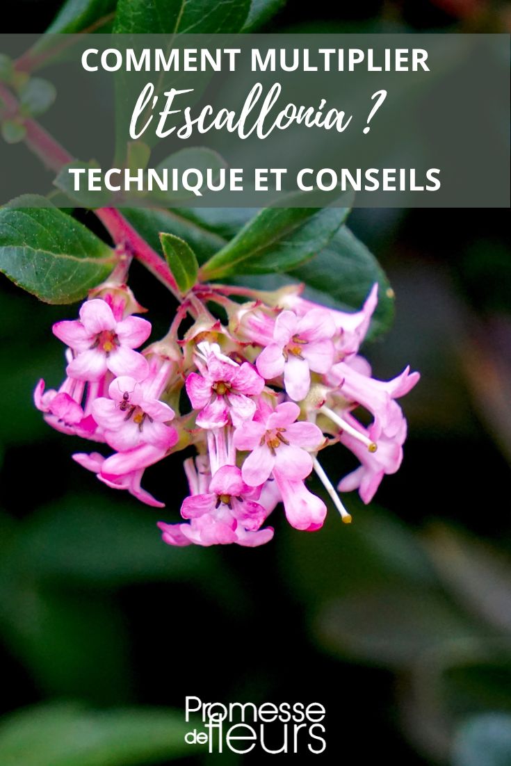 Escallonias: Propagation by cuttings