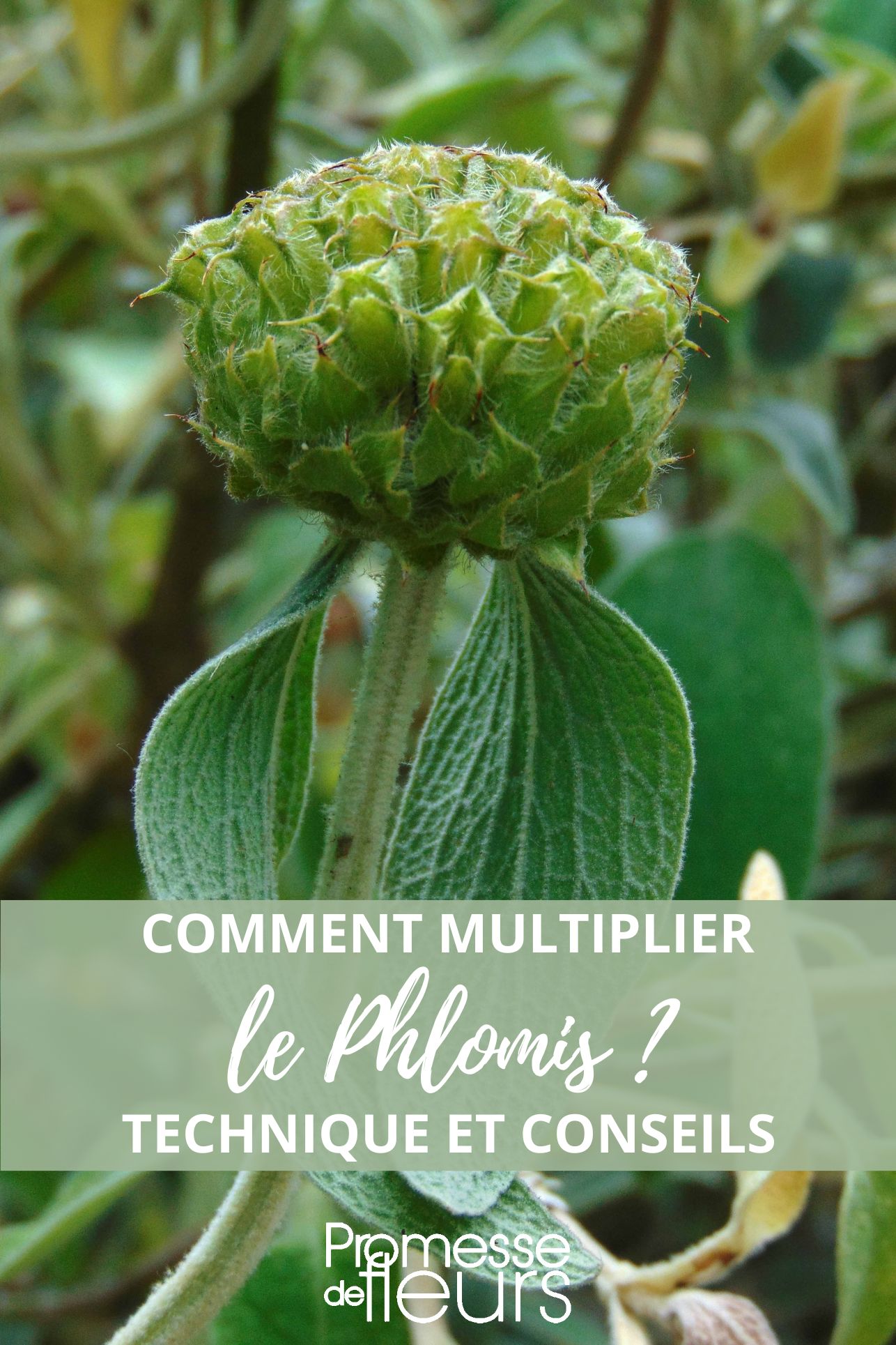 sow, propagate, divide Phlomis Jerusalem sage