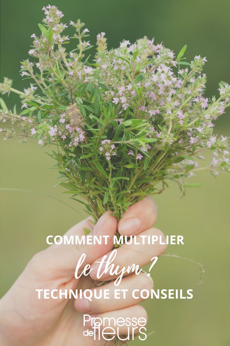 thyme thymus: sowing, cutting, dividing