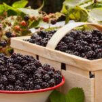 How to harvest and store blackberries?