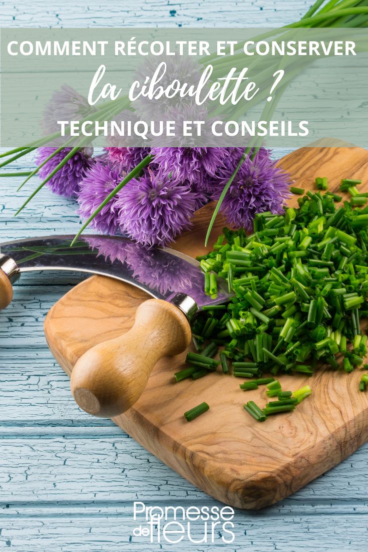 Chives