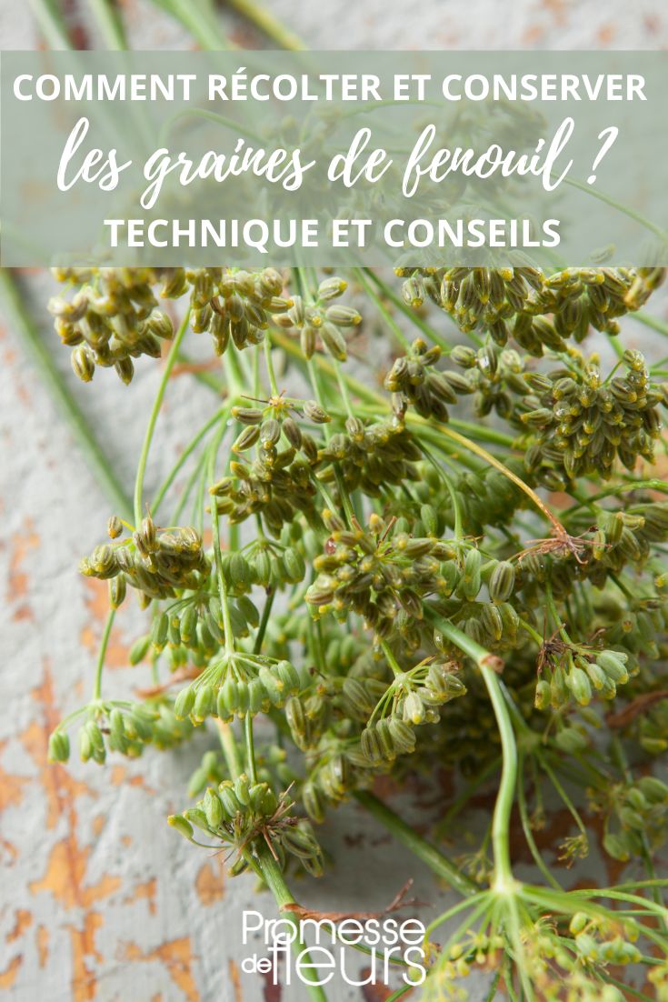 fennel: harvest and storage