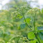 How to harvest and store maceron or alexanders?