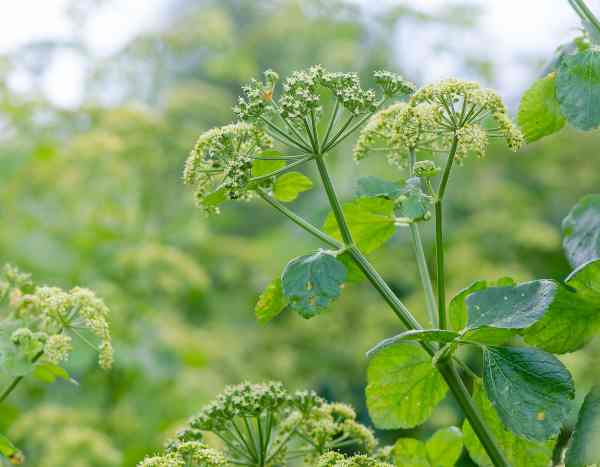 How to harvest and store maceron or alexanders?