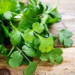 How to harvest, dry and use coriander?