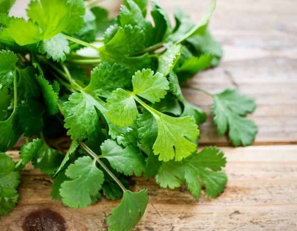 How to harvest, dry and use coriander?