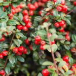 Five Cotoneaster varieties perfect for hedges