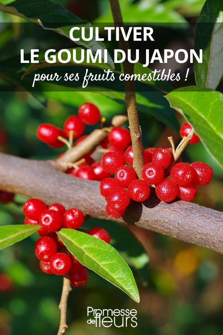 Eleagnus multiflora berries