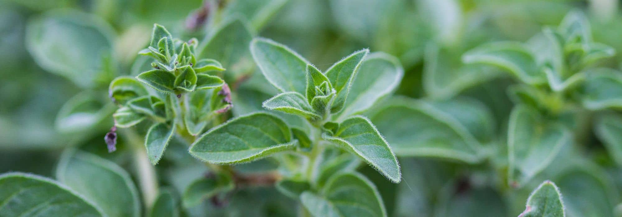 7 oregano varieties to discover