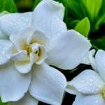 Pair Gardenia
