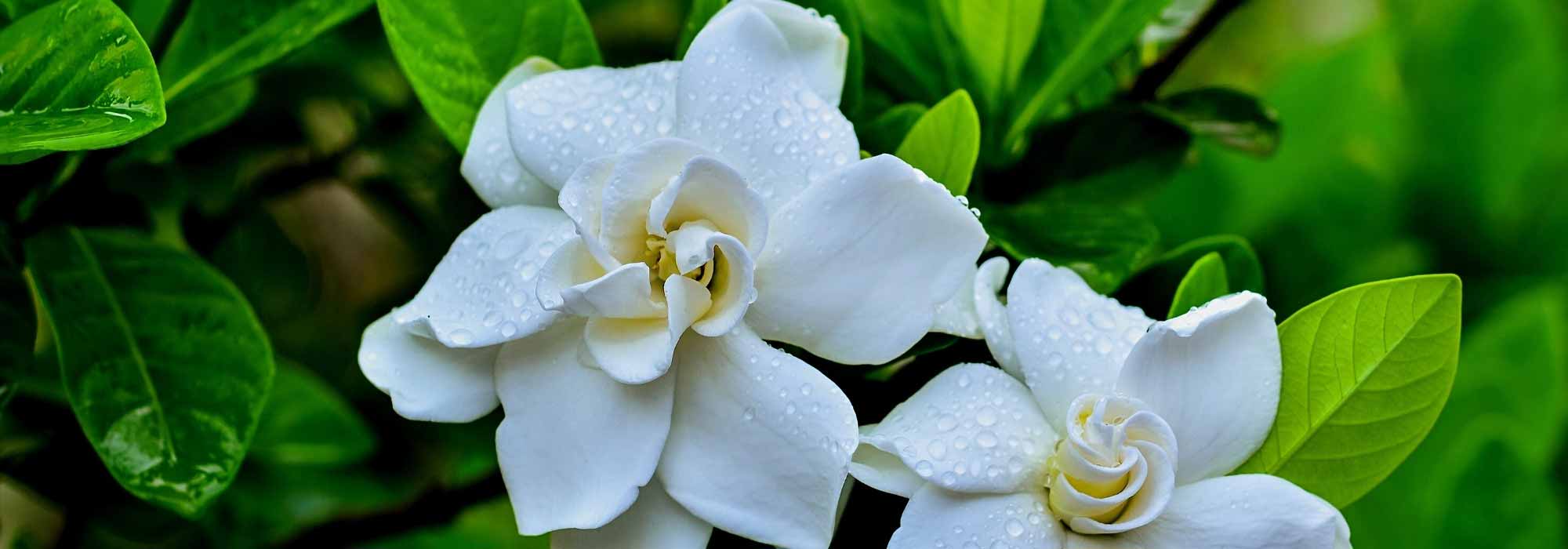 Pair Gardenia