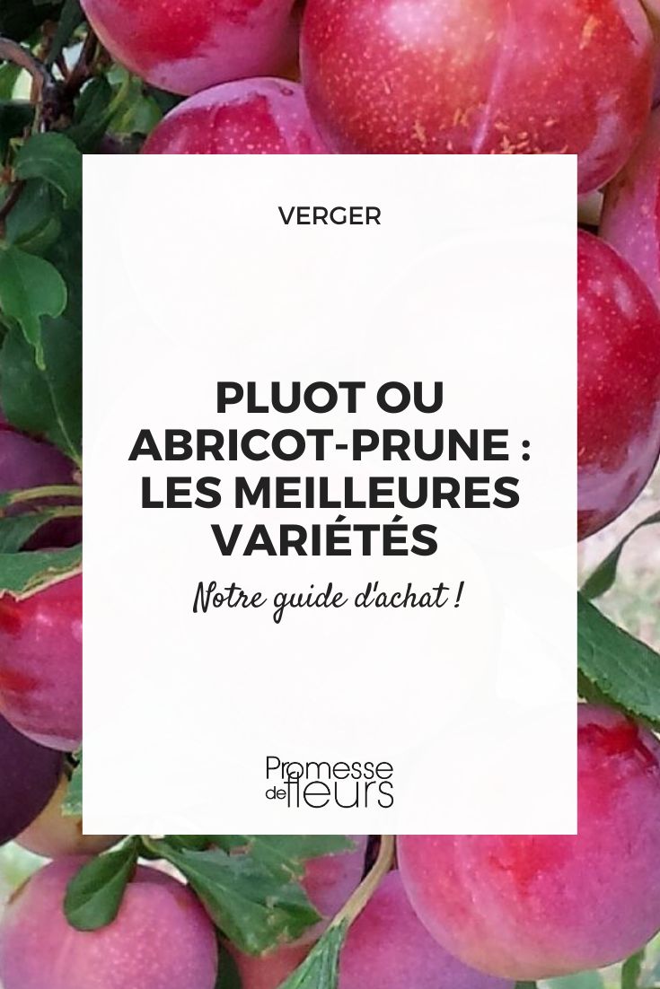 pluot apricot-plum buying guide
