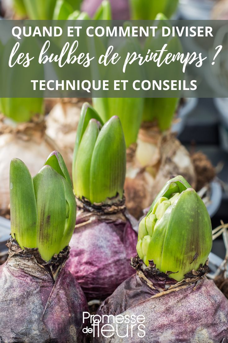 Spring-flowering bulbs division