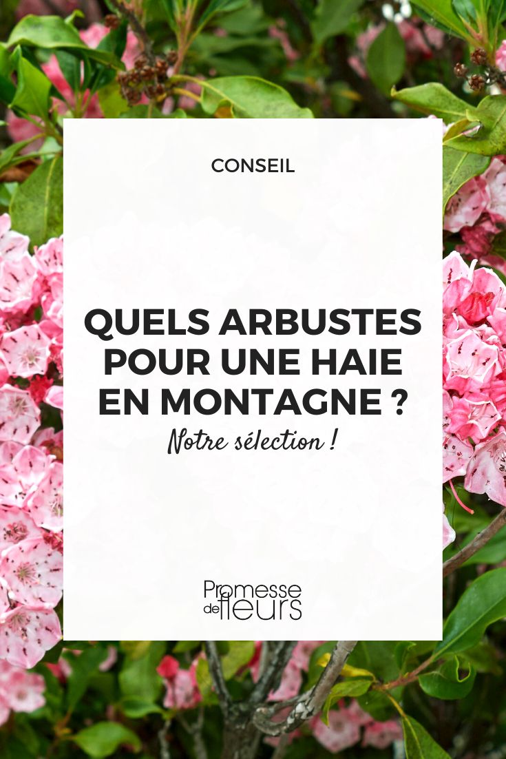 What bushes for a hedge in the mountains planting a hedge in a mountainous region