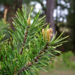 How to harvest and use pine buds?