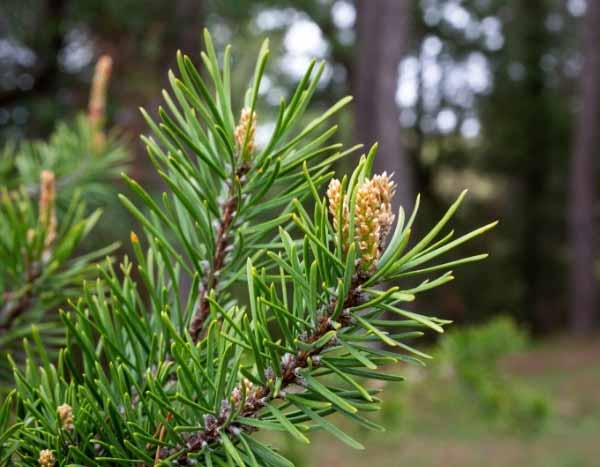 How to harvest and use pine buds?