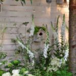 Which bushes to plant along a wall or low wall?