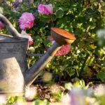 Is my plant thirsty or overwatered?