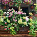 The best plants to create a country-style corner on your balcony