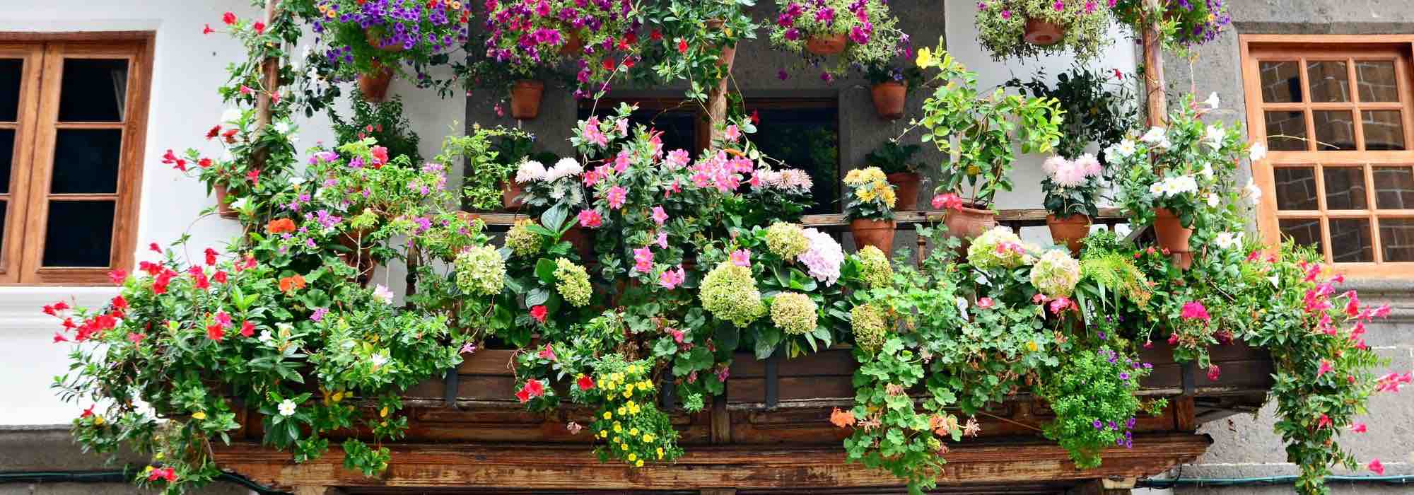 The best plants to create a country-style corner on your balcony