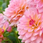 Growing summer bulbs in pots