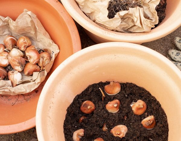 When and how to divide spring bulbs?