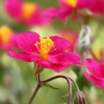 Choosing a rock rose