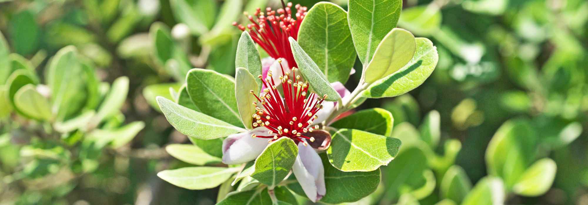 Choosing a Brazilian Guava or Feijoa
