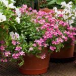 How to choose the ideal container to repot a plant?