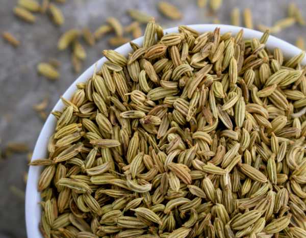 How to harvest and store fennel seeds?