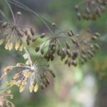 How to harvest and store dill seeds?