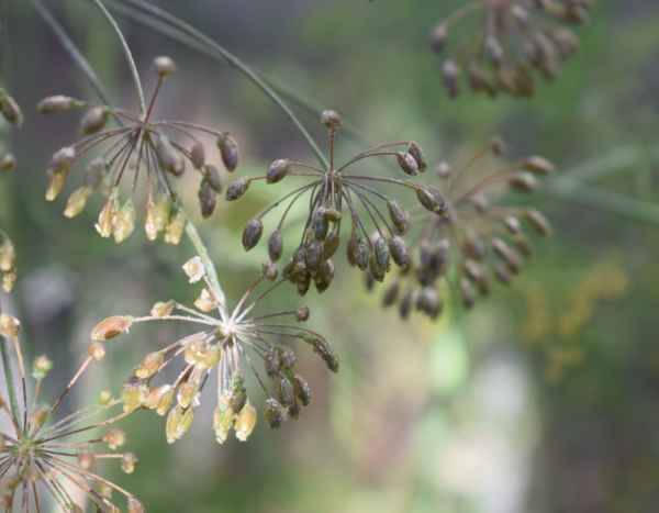 How to harvest and store dill seeds?
