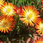5 Delosperma plants with orange or yellow flowers.