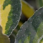 Variegated Elaeagnus: the most beautiful varieties