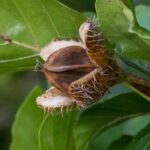The beech-nut of the beech tree: an edible fruit to discover!