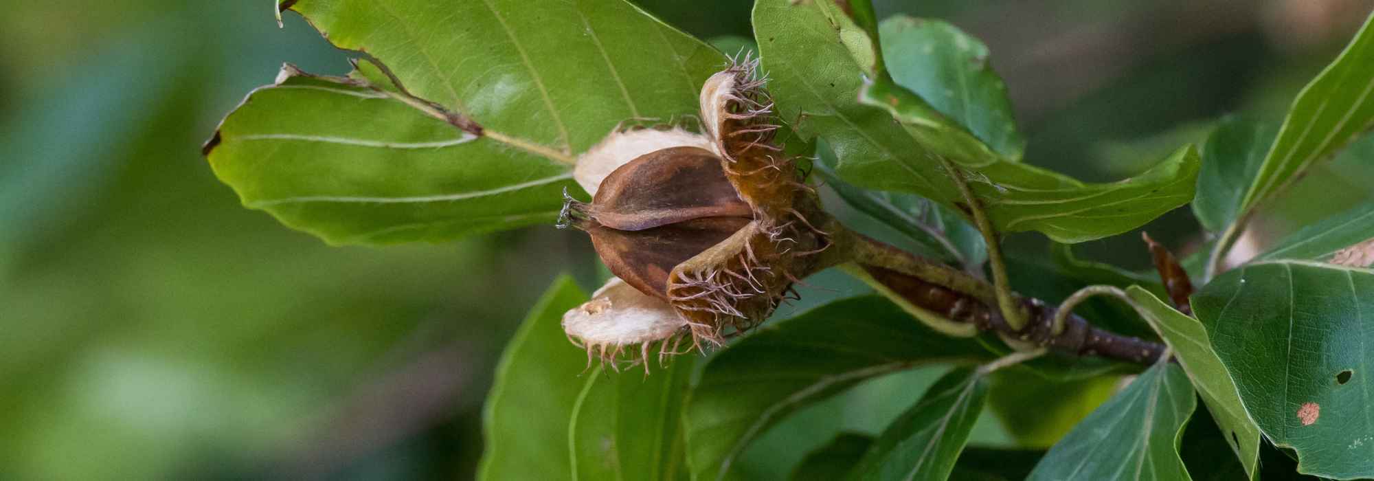 The beech-nut of the beech tree: an edible fruit to discover!