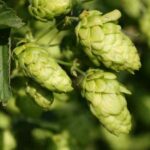 How to dry and store hops?