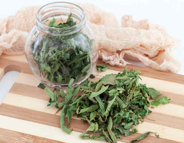 How to dry and store lemon verbena?