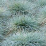 Using and pairing blue foliage in the garden