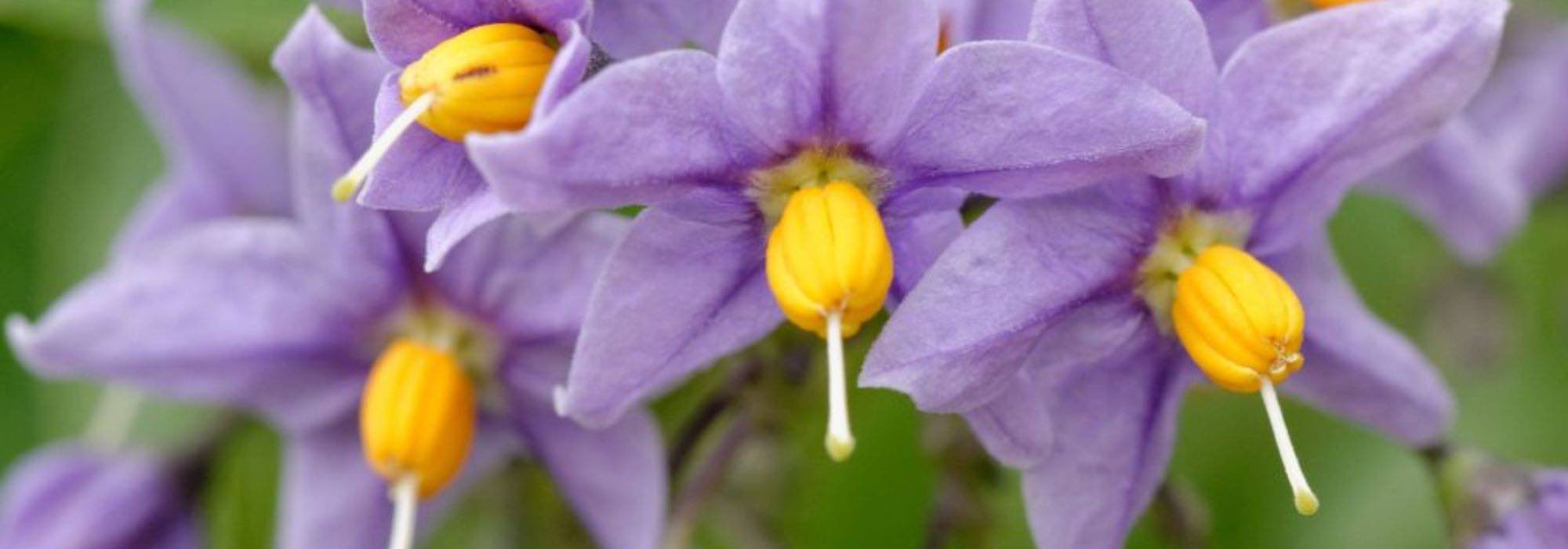 7 climbing plants for acidic soil