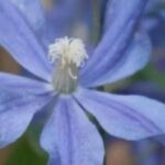 7 climbing plants for calcareous soil