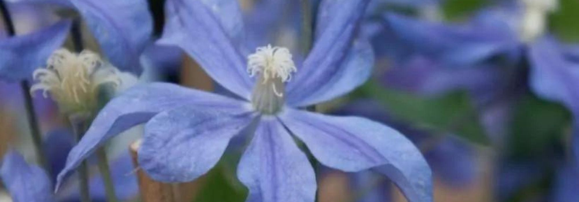 7 climbing plants for calcareous soil