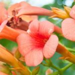 6 climbing plants ideal for shading a terrace