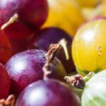 Choosing the right gooseberry bush