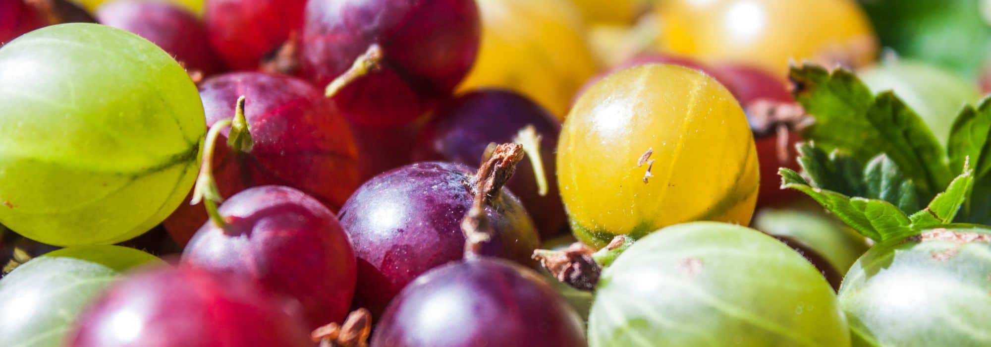 Choosing the right gooseberry bush