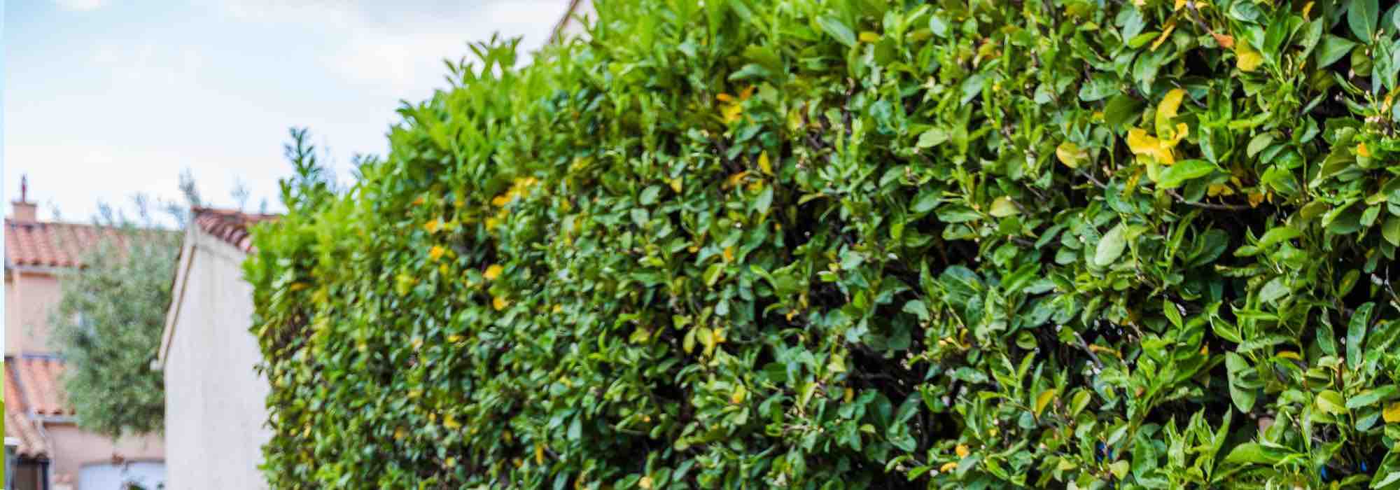 Laurel hedge: variety selection, planting, and maintenance