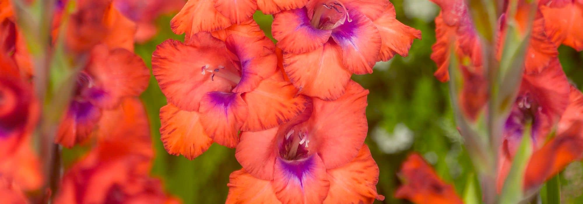 7 multicoloured gladioli